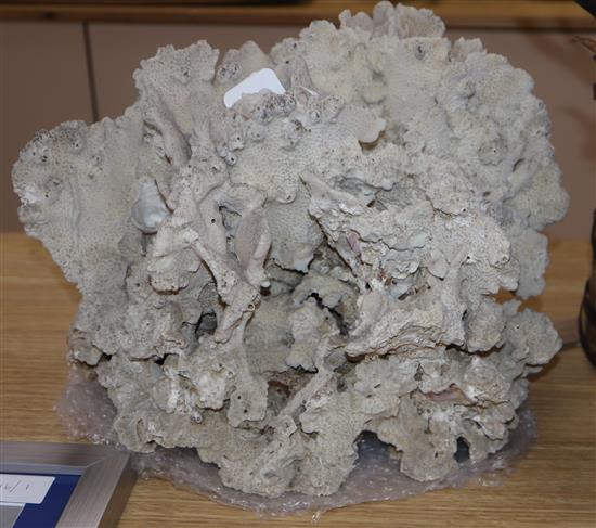 A large coral specimen height 25cm